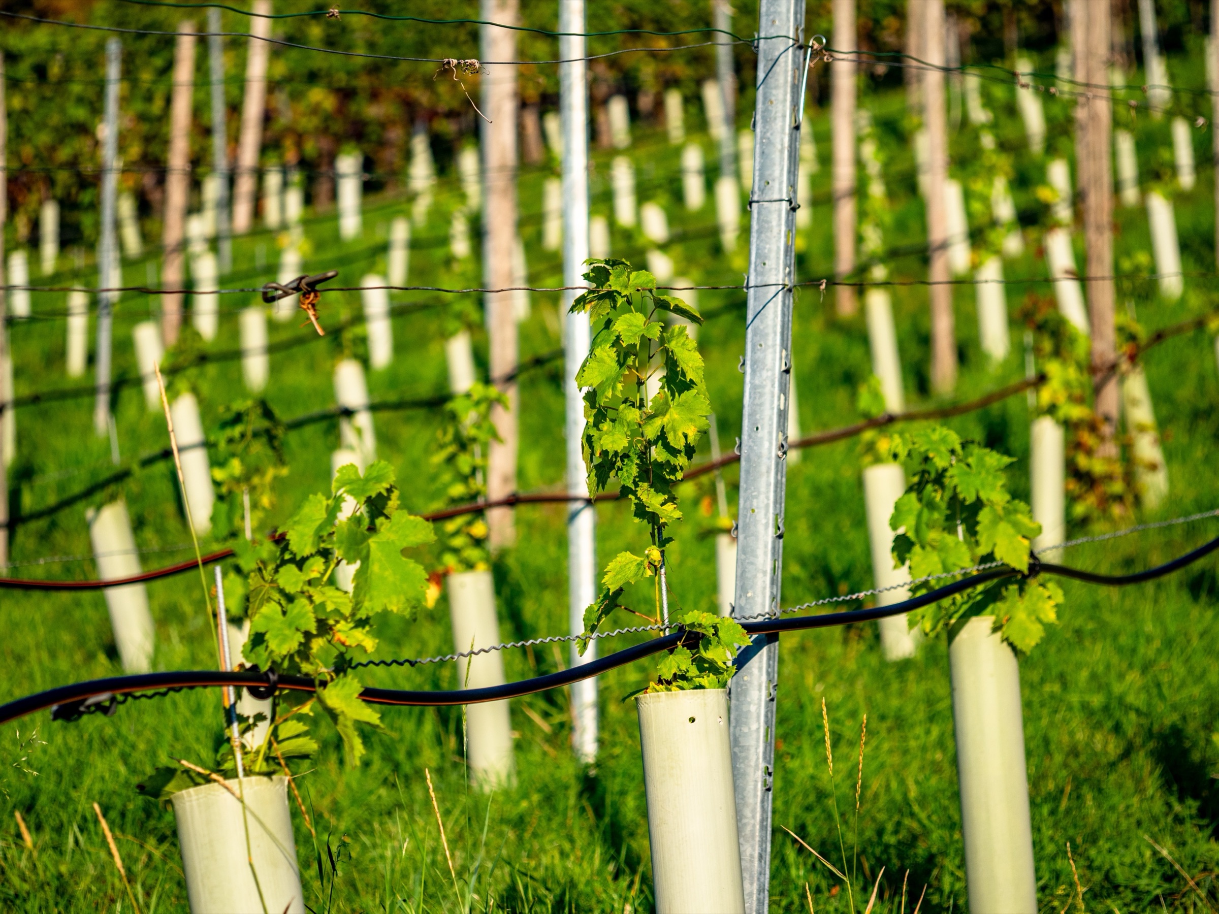 Palissage sur fils et jeunes plants de vigne protégés, entretien du vignoble