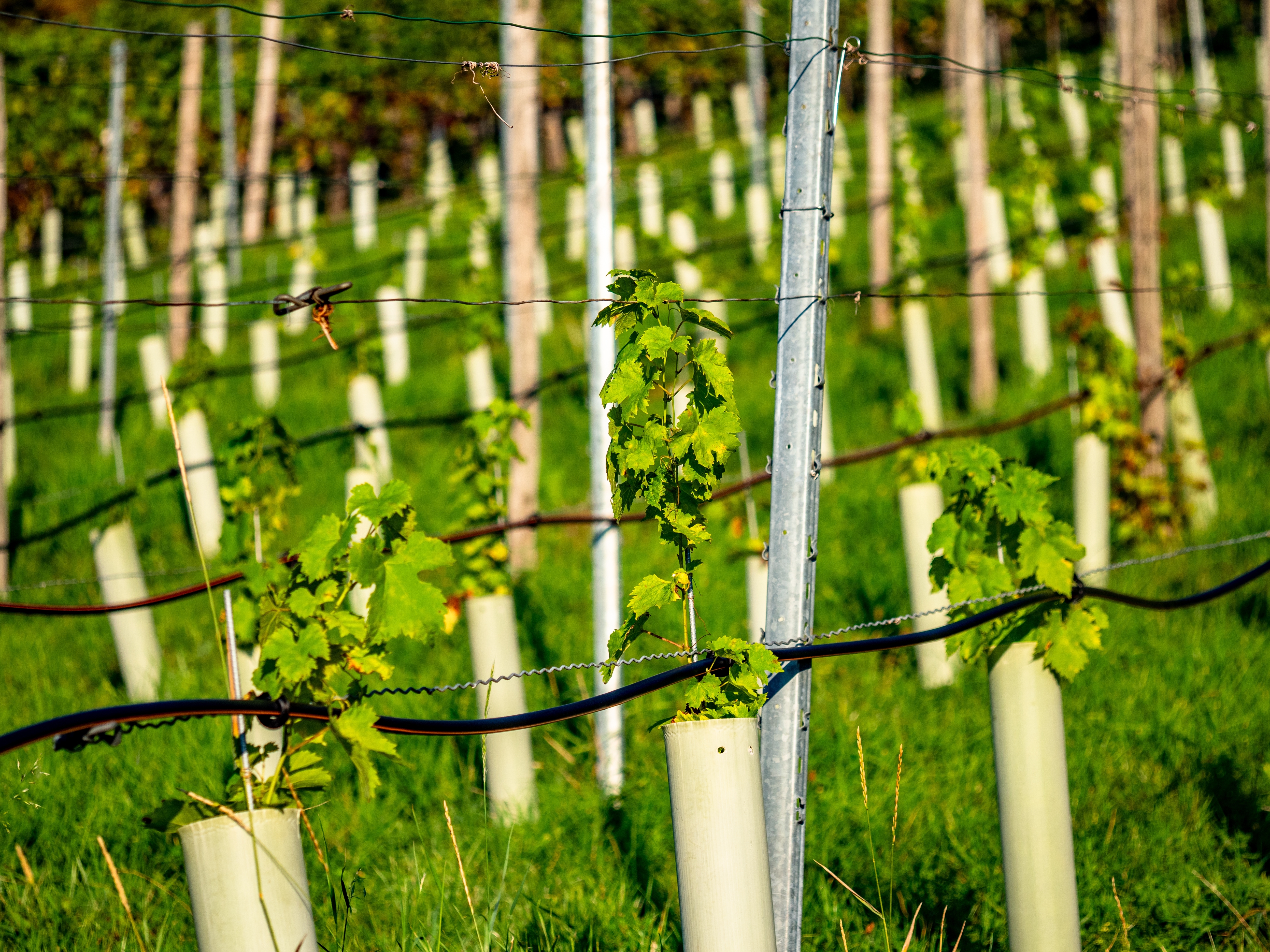 Entretien du vignoble